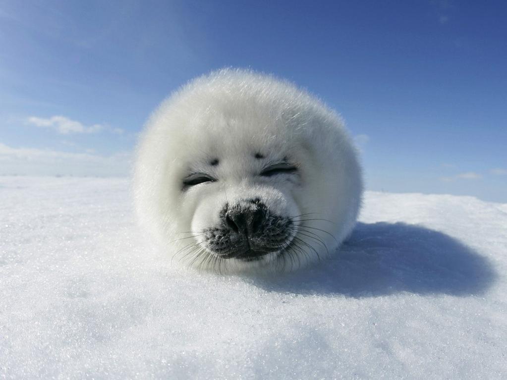 Cute Seal