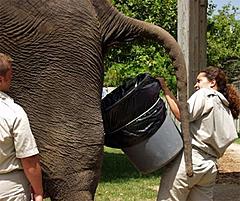 Weekly Comp - Any Corman Film! - 09/05/2010-elephant-dung-catcher.jpg